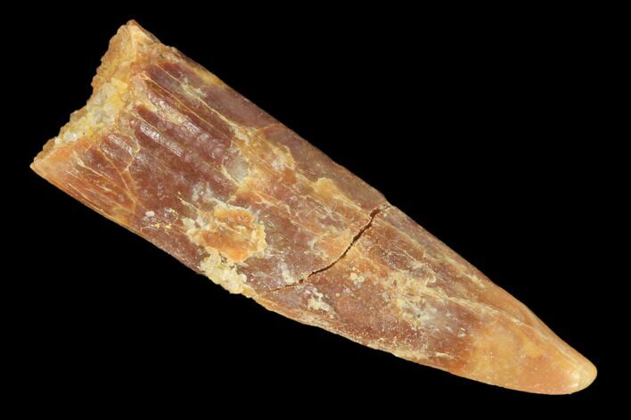 Fossil Pterosaur (Siroccopteryx) Tooth - Morocco #145197